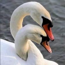 Profile image of LABUD