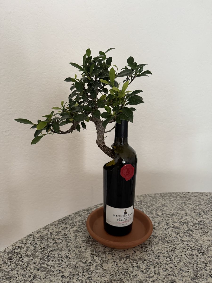 Piante & sementi: Ficus Bonsai in Weinflasche mit Untersetzer – Usato da Rümlang venduto da Gruseh.ch 4