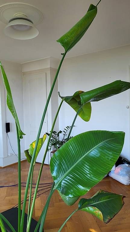 Piante & sementi: Grand Strelitzia ~2 m + cache-pot céramique – Usato da La Conversion venduto da phil71x 1
