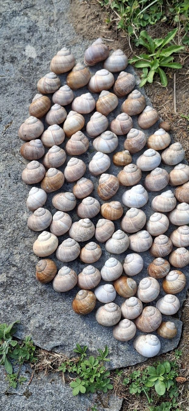 Alle Dekorationen: 76 grosse,echte Schneckenhäuser, – Neu (gemäss Beschreibung) aus Ebnat-Kappel von Zurk 7