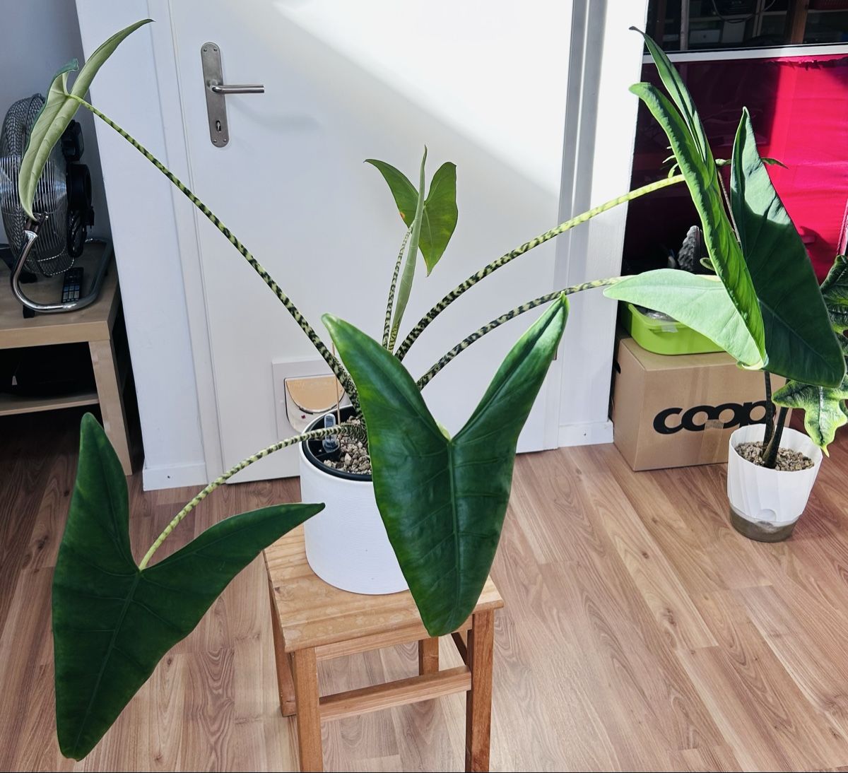 Piante & sementi: Alocasia Zebrina – Nuovo (secondo la descrizione) da Scherzingen venduto da Elefantenohr.ch