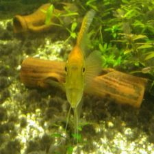 Profile image of Goldfisch21