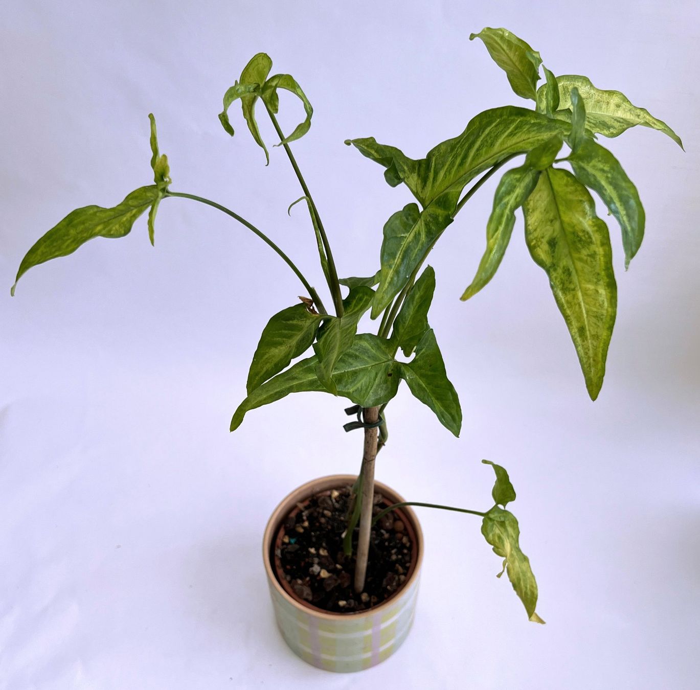 Piante & sementi: SYNGONIUM*ANGUSTATUM***** – Nuovo (secondo la descrizione) da Dübendorf venduto da Orchid18 2