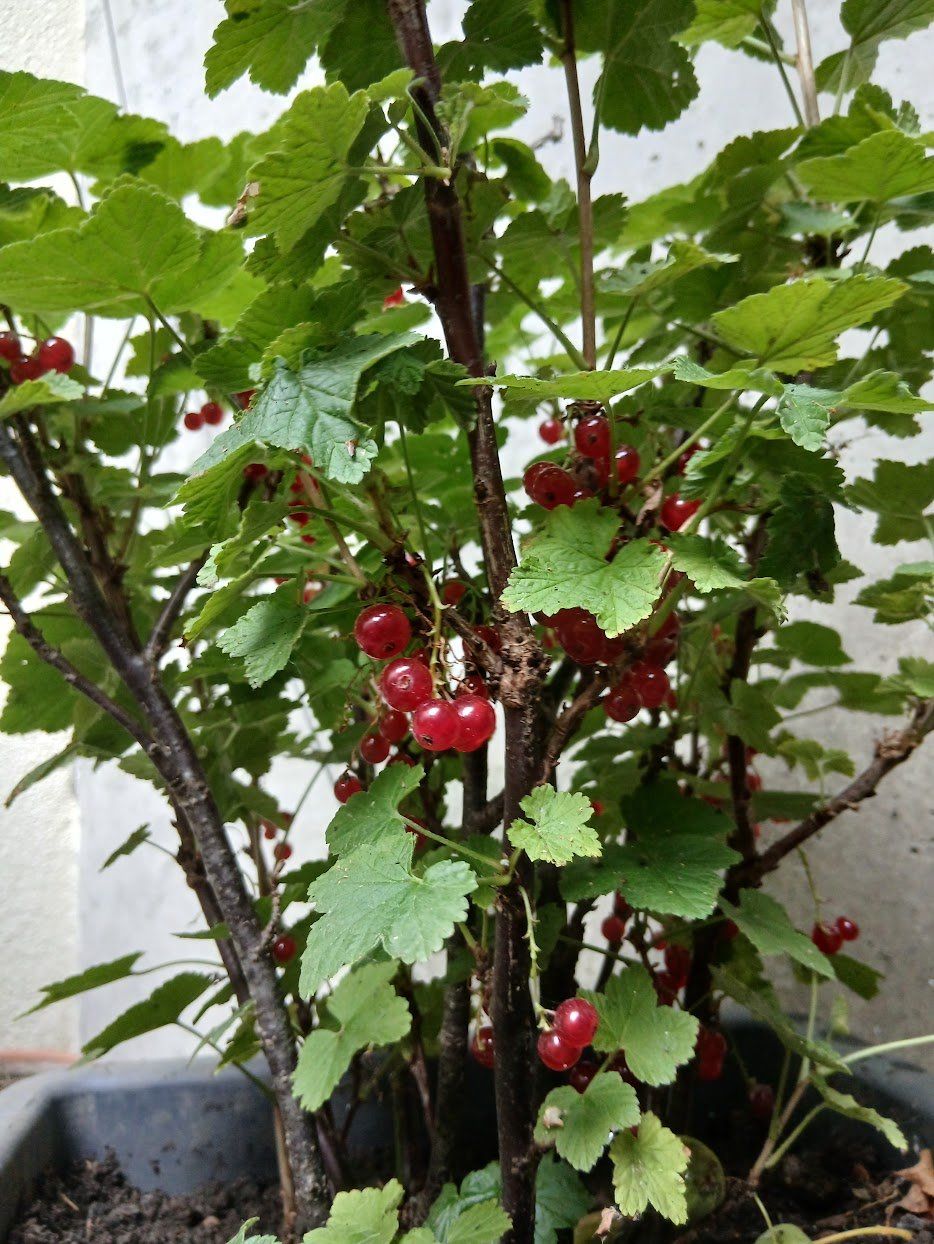Plantes & graines: Johannisbeeren – D'occasion à Dübendorf par Fip05 2