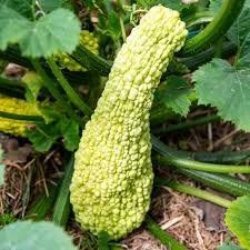 Plantes & graines: Courgette POPCORN  10g – Neuf (Voir description) à Bremblens par FIBONACCI369 2