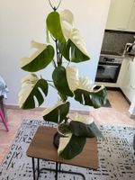 Monstera Half Moon Variegata Ultra Rare  Pflanze