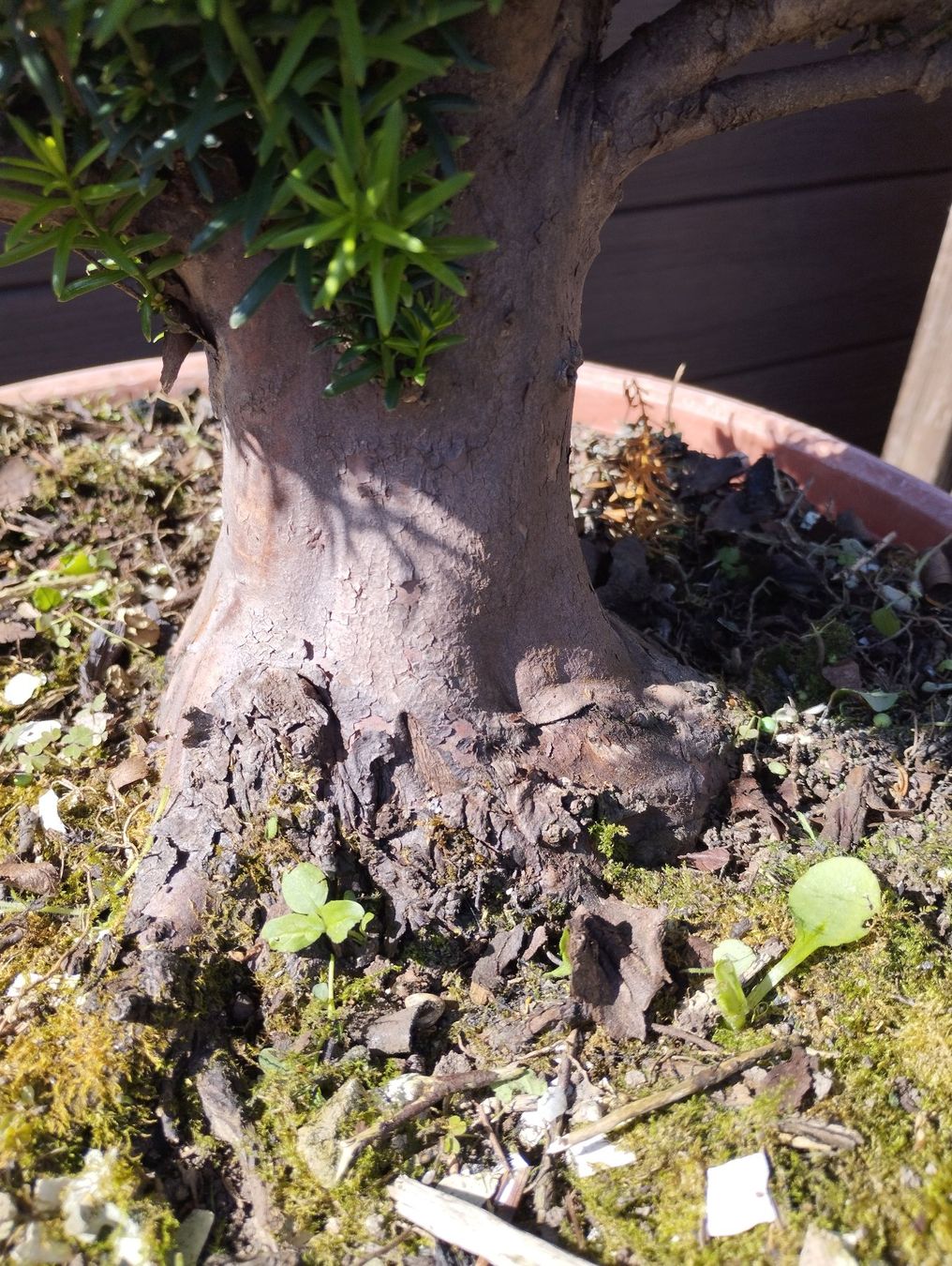 Piante & sementi: Bonsai Rohling Eibe – Usato da Oberwil BL venduto da suaku 2