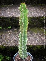 Euphorbia Ingens Albo Variegata - stolze 70cm - top robust