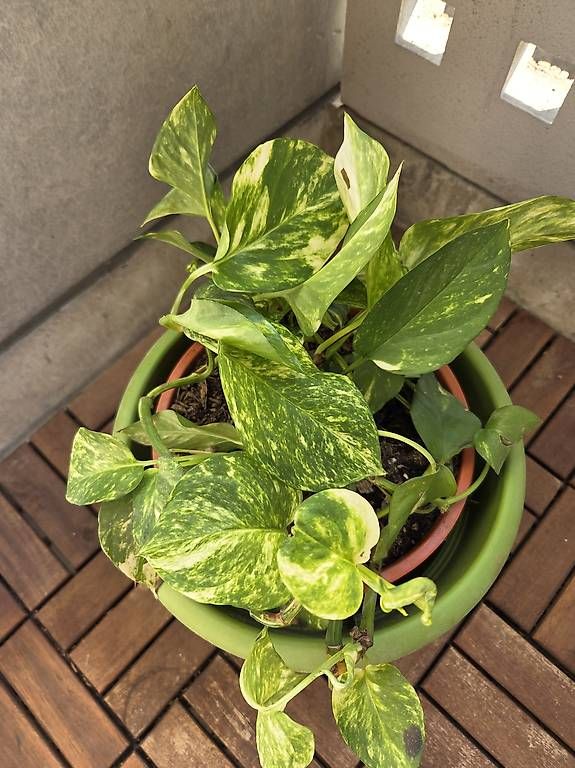 Pflanzen & Samen: Efeutute (Pothos) mit Topf – Gebraucht aus Bern von deb_t8fl 1