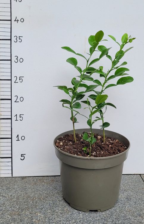 Citrus Hystrix Kaffir-Limette Als Zimmerpflanze – Mehrstämmig Im Topf, Ca. 20-30 Cm Hoch