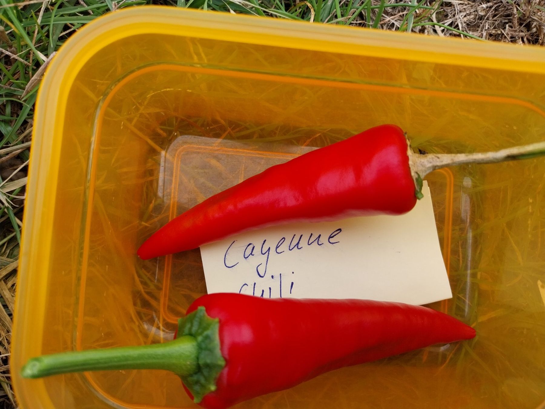 Piante & sementi: Cayenne-Chili (Cayennepfeffer) 10 Samen – Usato da Schwaderloch venduto da bademeister79 1