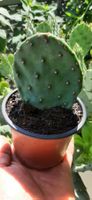 Winterharter Kaktus Opuntia humifusa