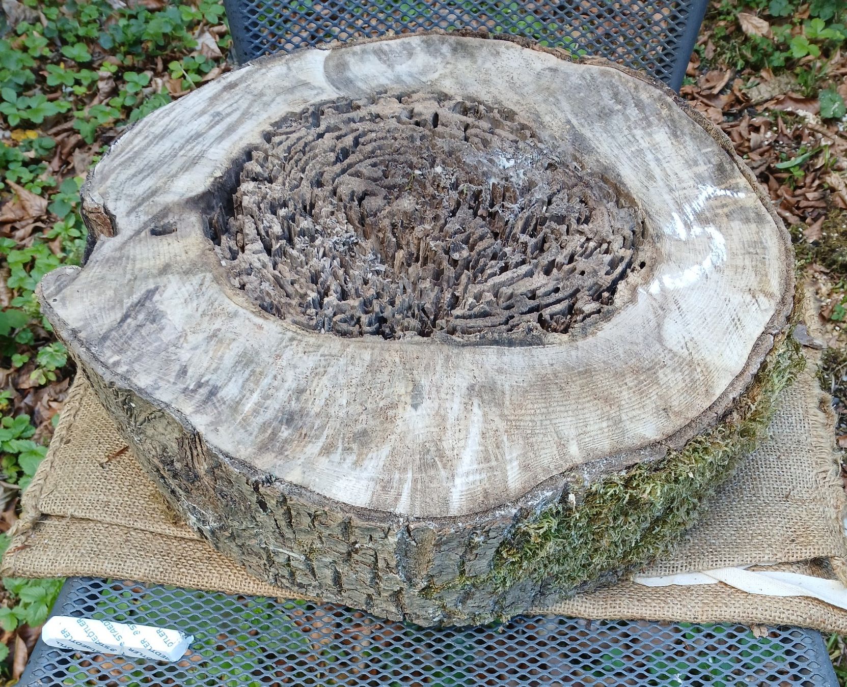 Holzartikel: Baumscheibe innen vermodert >  B5 – Gebraucht aus Bilten von Archiv55 1
