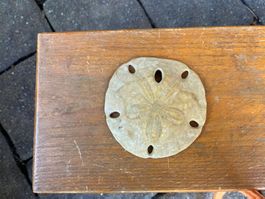 Sanddollar, Seestern