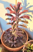 Kalanchoe 'Pink🌸Butterfly🦋' variegaga Steckling