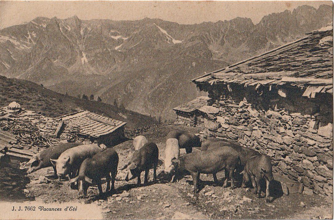 Cartes postales: 1919 Ansichtskarte mit ZNr. 143 – D'occasion à Arlesheim par gaugi43 1