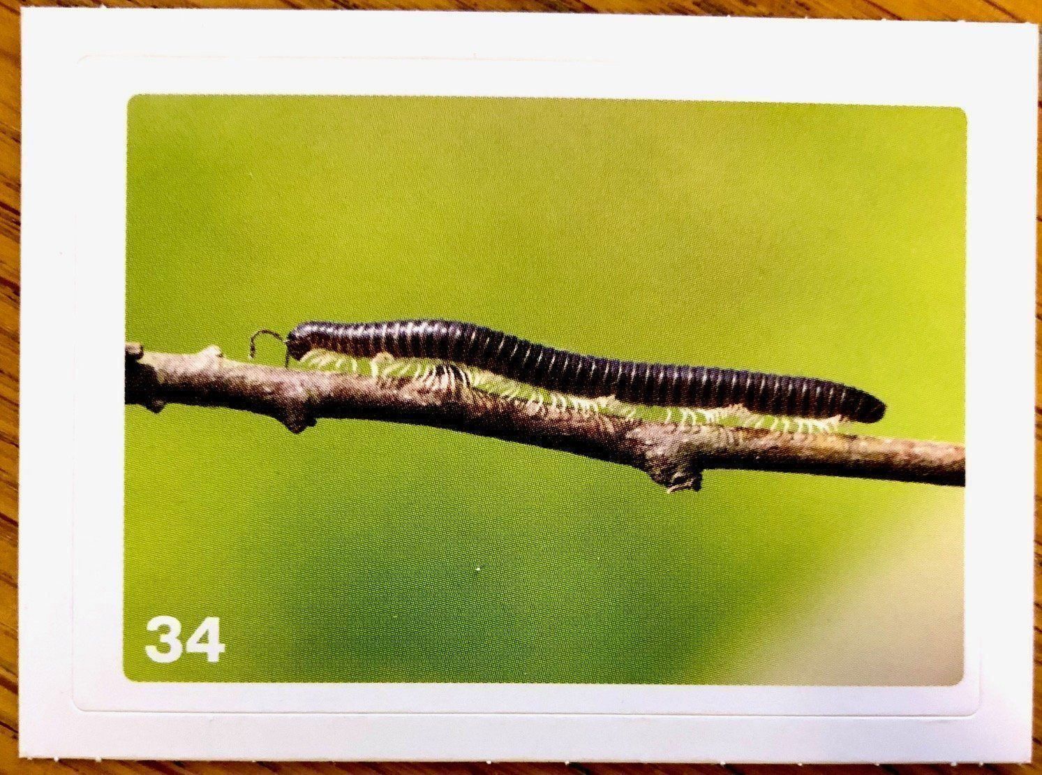 Migros Sammelbilder & Trading cards: Migros Nature Detectives - Bild Nr. 34 – Neu (gemäss Beschreibung) aus Oberrieden von Zimmerberg10