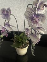 Hübsche Kunst-Orchidee im Topf - Frühlingsdekoration🌸 (55)