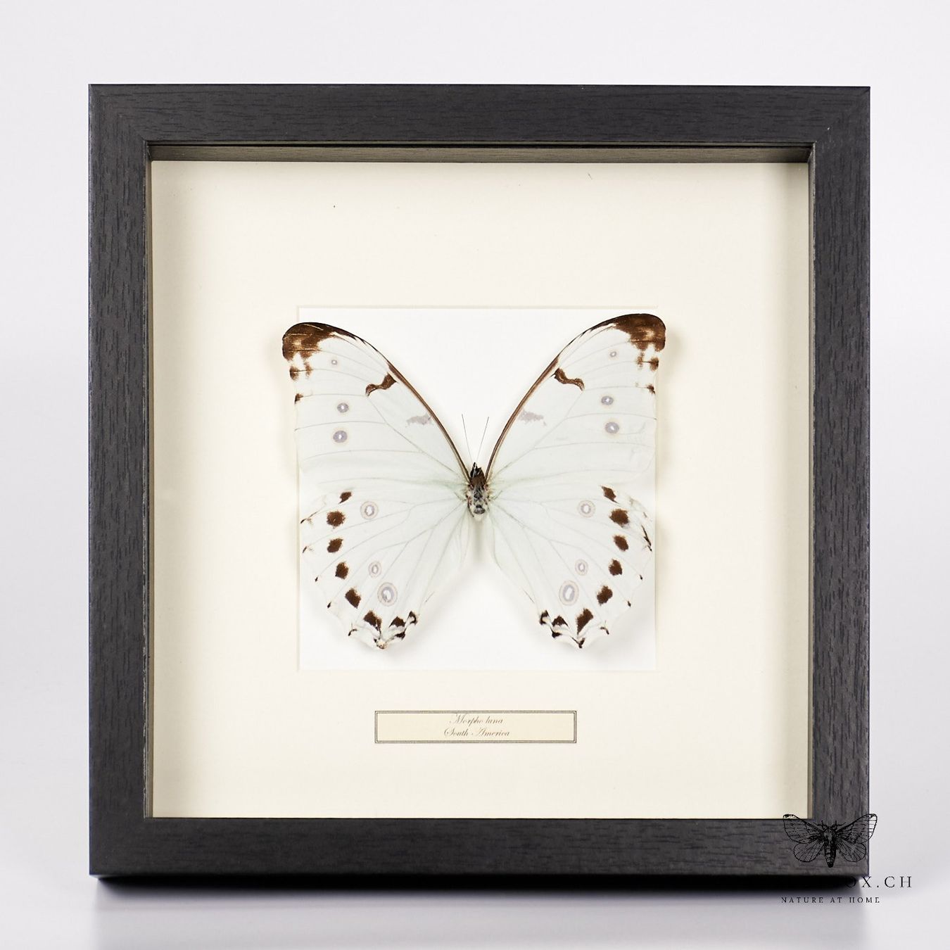 Il mondo degli animali: Mondfalter - Morpho Luna – Nuovo (secondo la descrizione) da Ostermundigen venduto da CarmineHome