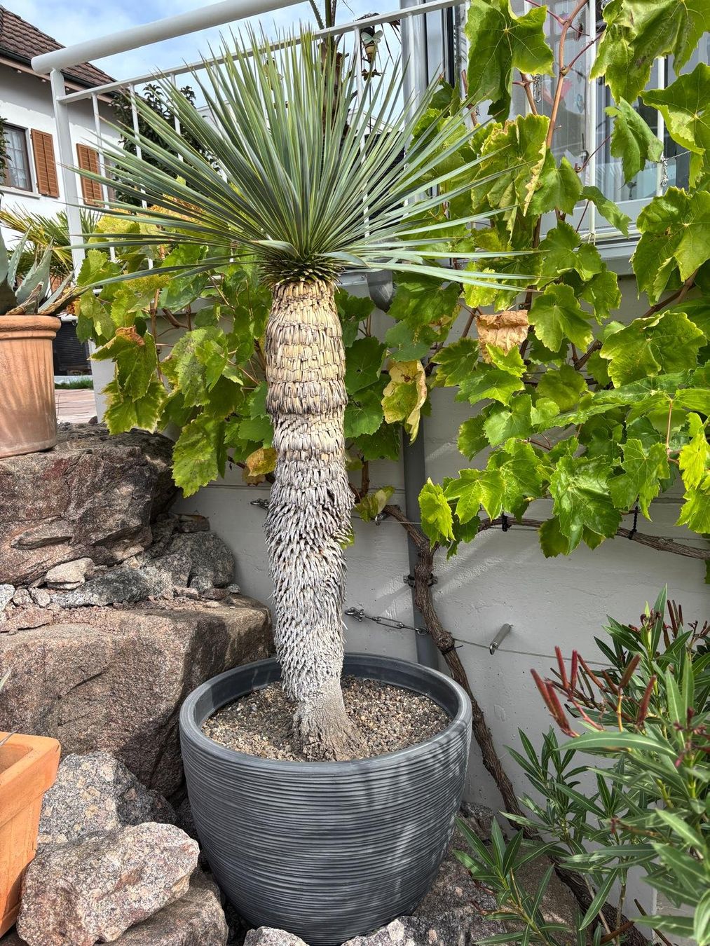 Piante & sementi: Yucca Palme – Usato da Stetten AG venduto da Nadineklaus81 1