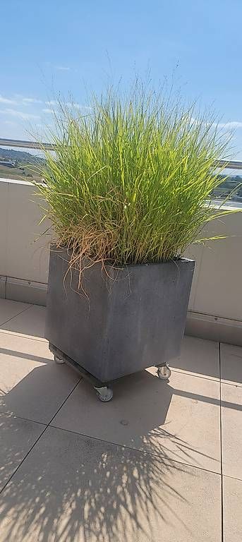 Piante & sementi: Ein Topf mit Ziergras – Usato da Remetschwil venduto da Smitt
