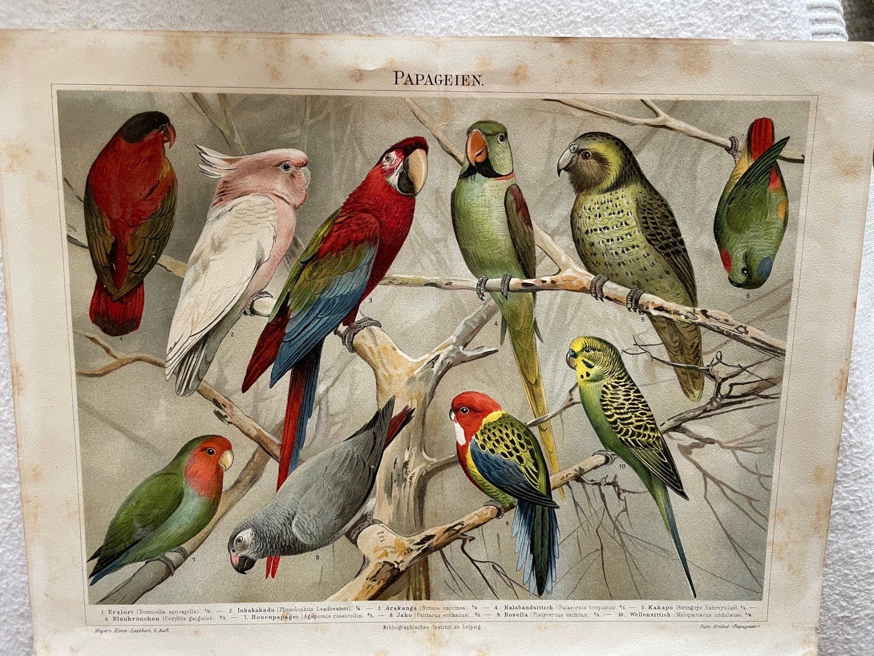 Libri: 3 Doppelseiten aus einem alten Buch mit Vogelillustrationen – Usato da Zürich venduto da aannnnaa48 1