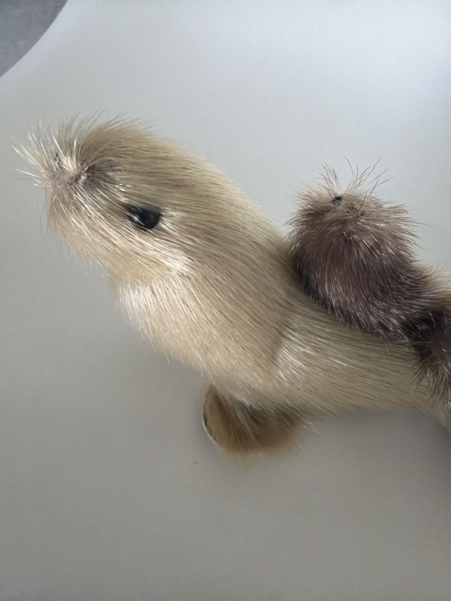 Statuette: Inuit Native Robben Seelöwe Fell Figuren ca 1960 – Usato da Gossau SG venduto da sushifactory 5
