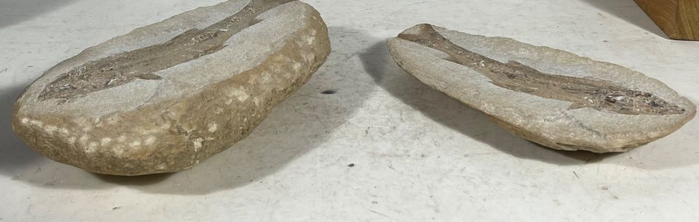 Ammonit Fossil Trommelstein - Opalisierender Cleoniceras Ca. 35-38 Mm