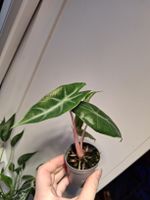 Alocasia Pink Dragon 'Aurea'