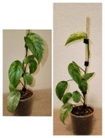 Monstera Laniata Mint Variegata