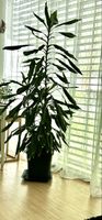 Dracaena Fragrans: Easy-Care Indoor Plant - Spring!