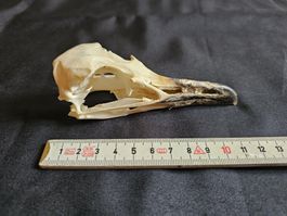 Crane Goeland collection zoologique