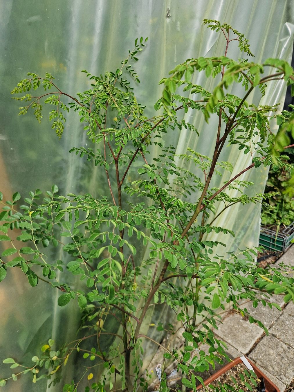 Piante & sementi: 2 Moringa Pflanzen ca 140 cm.Gross – Usato da Rothrist venduto da Aloe16