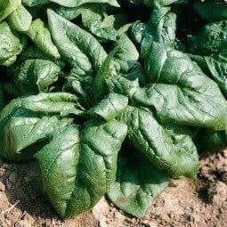 Piante & sementi: épinard America 100g – Usato da Bremblens venduto da FIBONACCI369