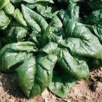épinard America 100g