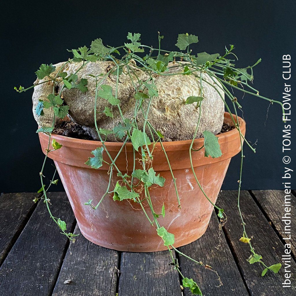 Plantes & graines: Ibervillea Lindheimeri - einfach nur einzigartig – Neuf avec emballage d'origine à Adliswil par astom369