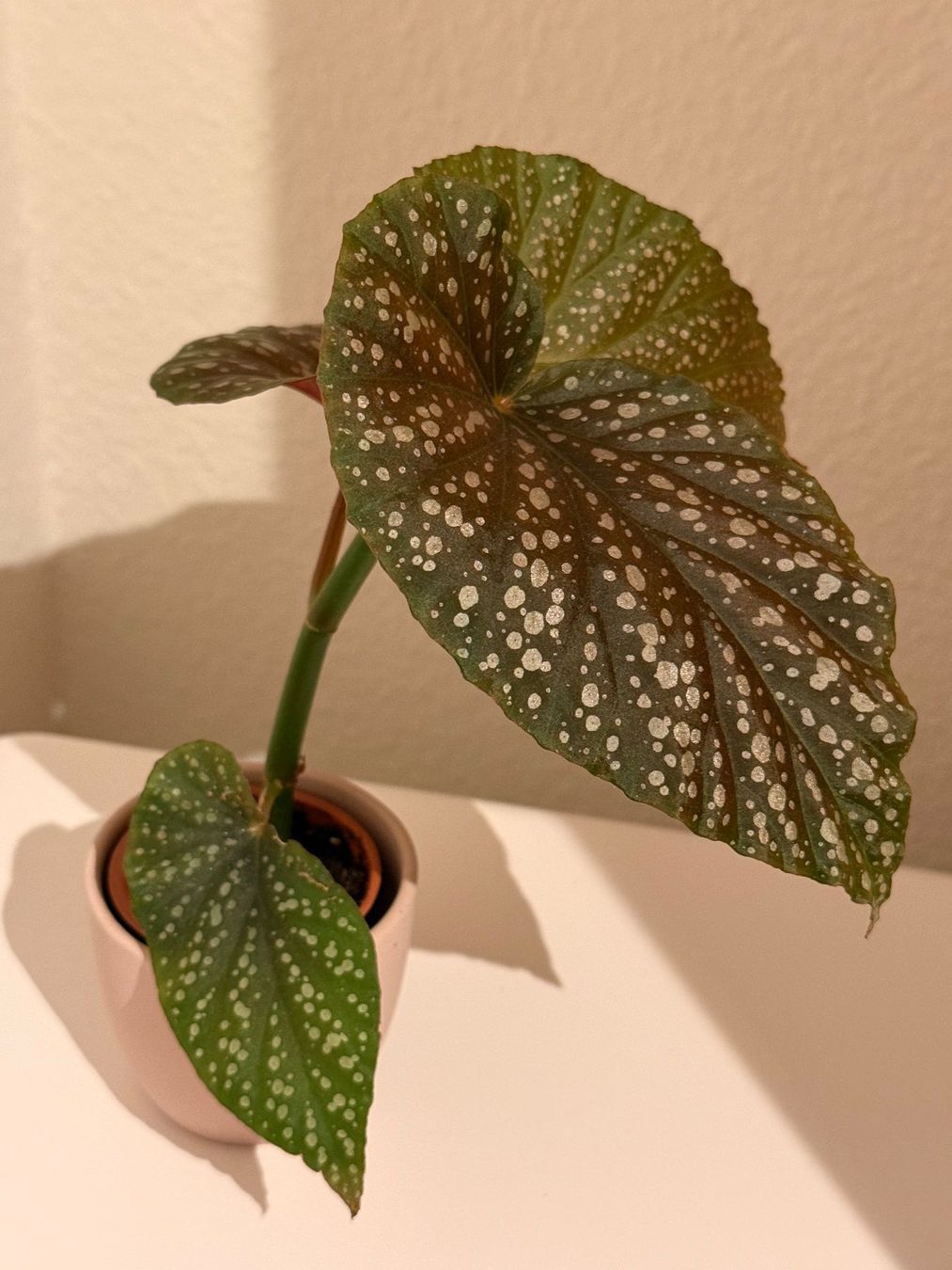 Piante & sementi: Begonia Maculata – Usato da Allschwil venduto da Irlandelfe85