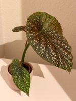 Begonia Maculata
