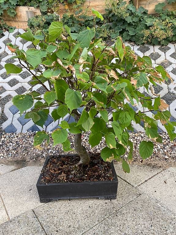 Pflanzen & Samen: Bonsai Linde mit Original-Bonsaischale – Gebraucht aus Allenwinden von guetzli20 2
