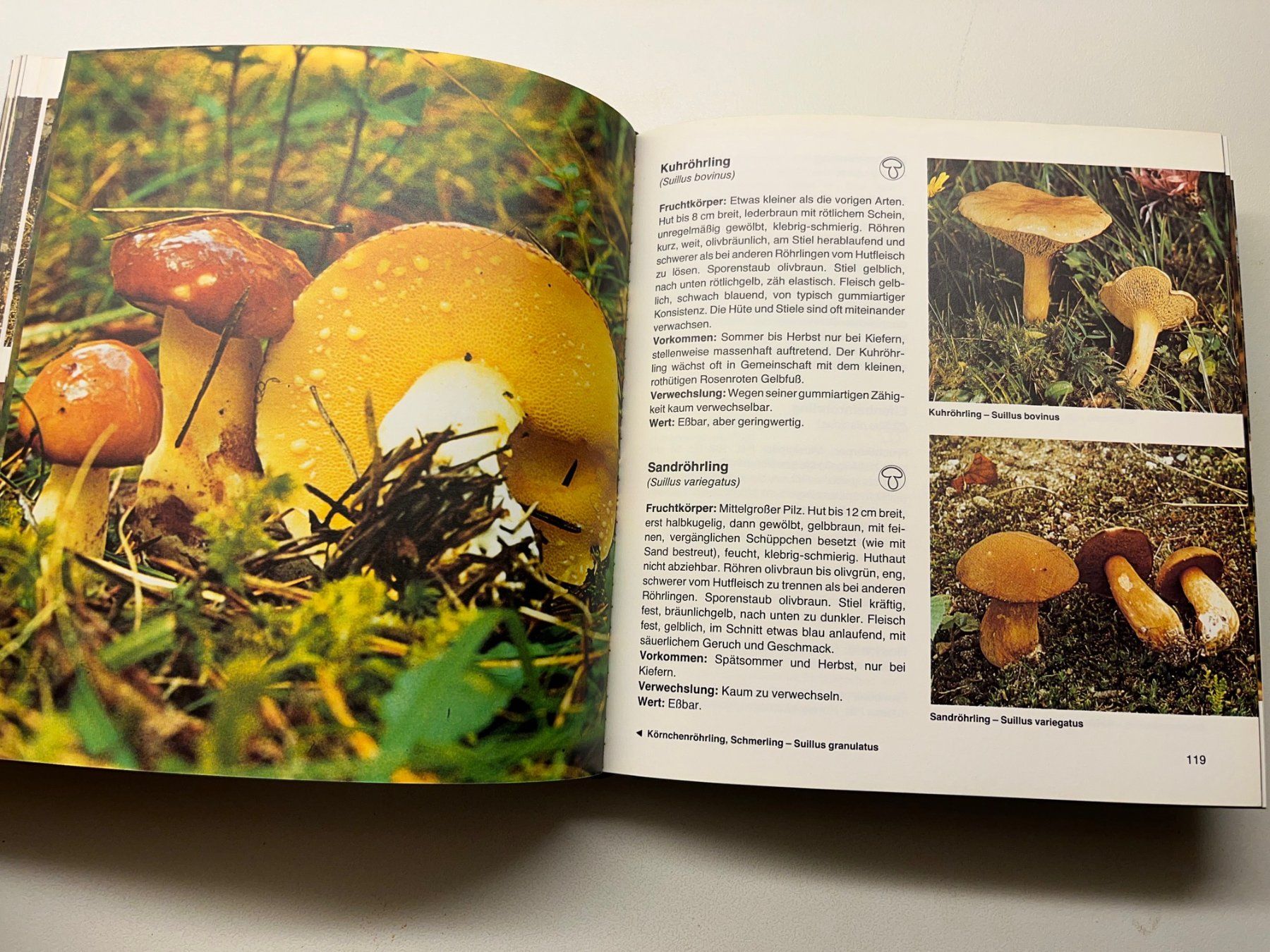 Libri: Pilze von Martin Knoop – Usato da Laufen venduto da Nuria44 6