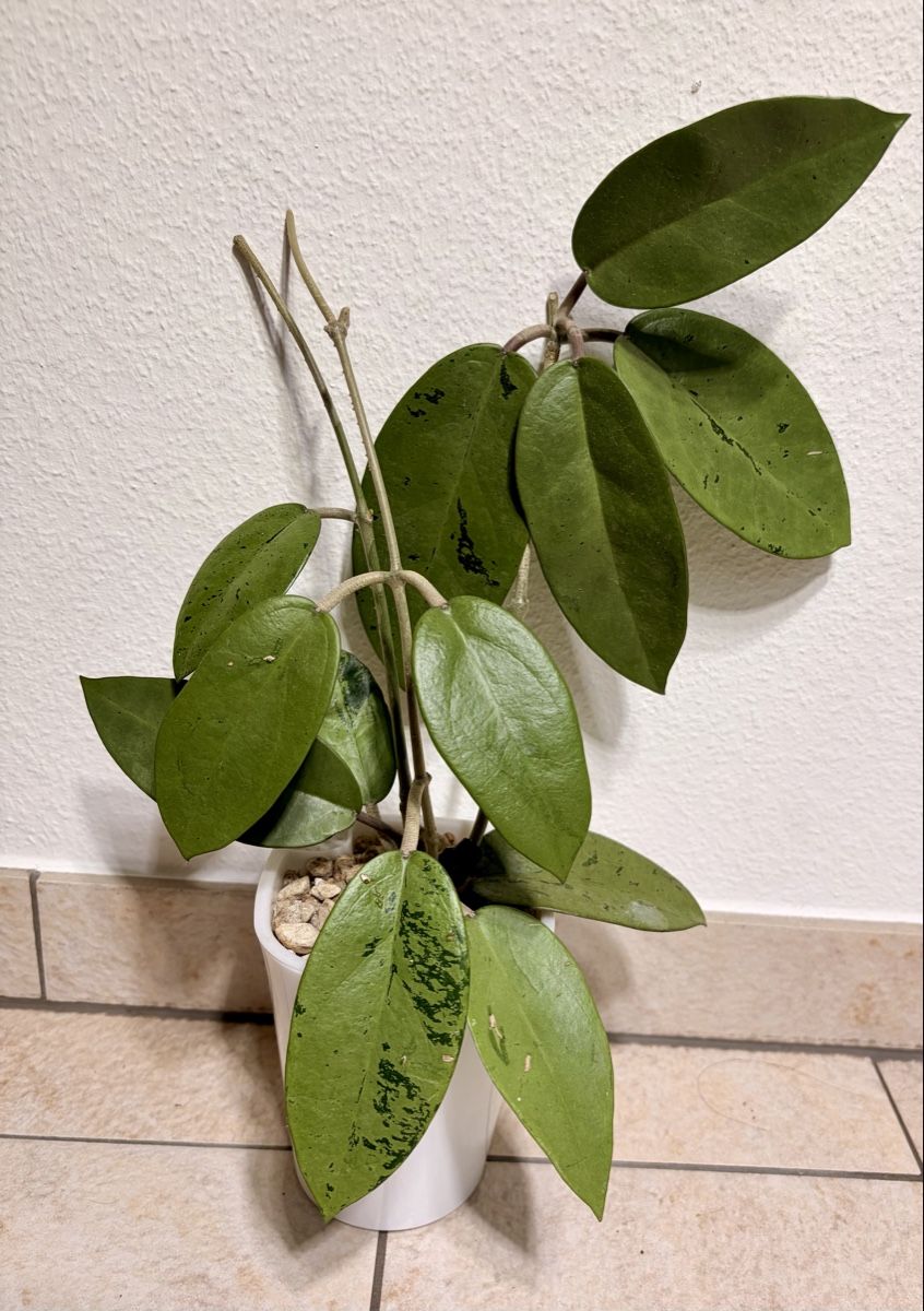 Piante & sementi: Hoya Paket – Usato da Kaiseraugst venduto da dka_b97z 1