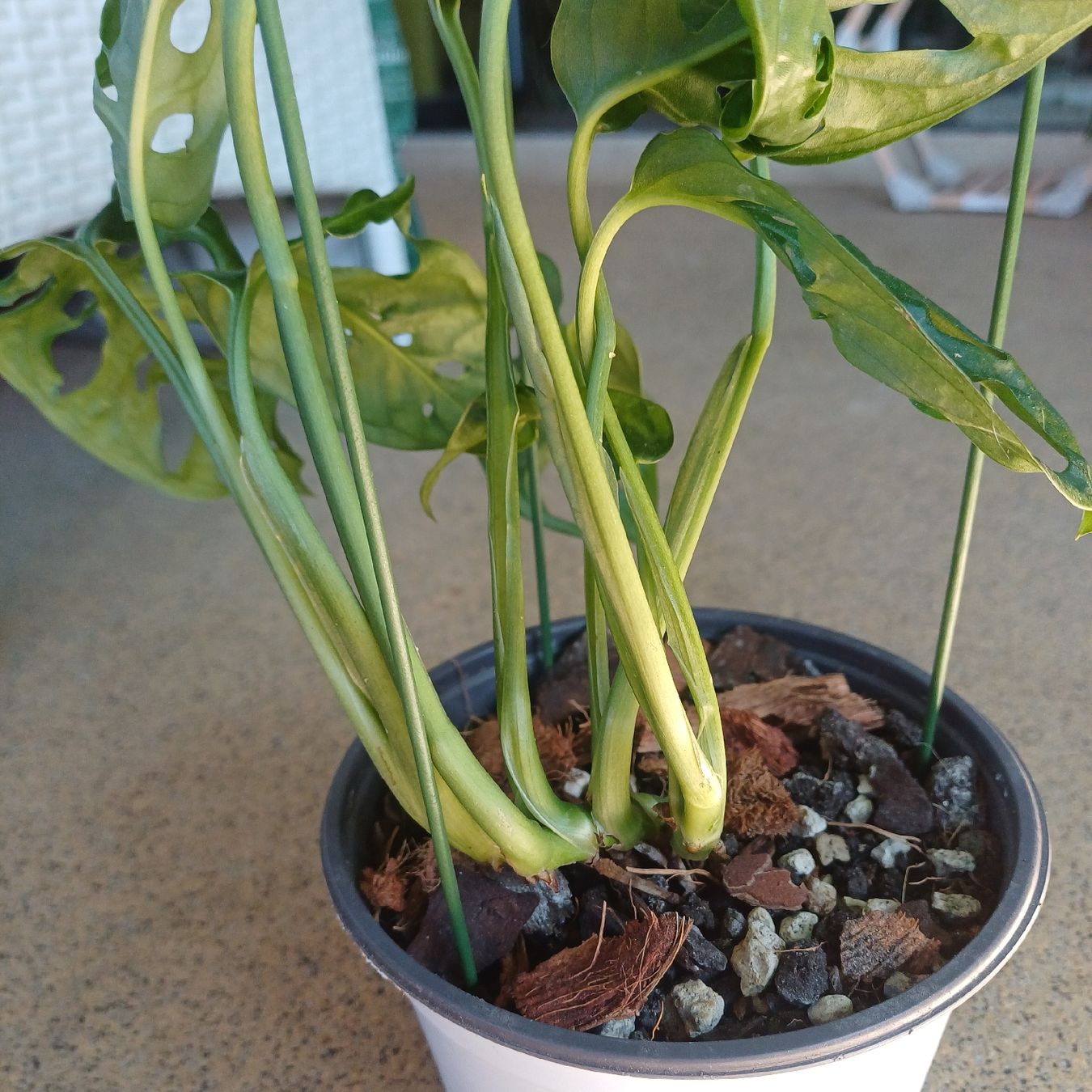 Piante & sementi: Monstera adansonii - monky face – Nuovo (secondo la descrizione) da Paradiso venduto da ind_g2xf 1