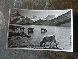 Alte Ansichtskarte vom Hotel Faulhorn mit Kühen, Top!