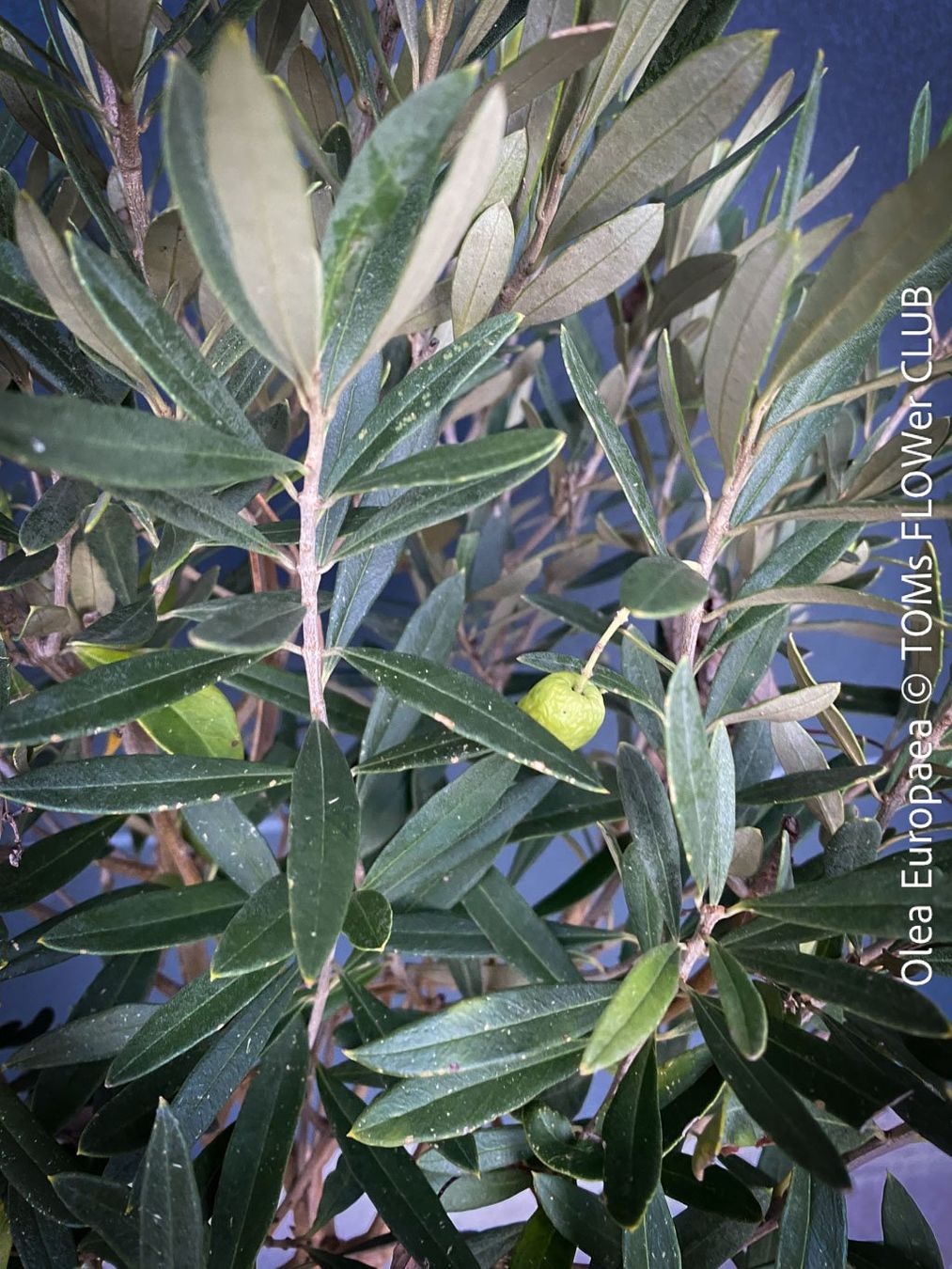 Pflanzen & Samen: Olivenbaum - Olea Europaea - schönes Bäumchen – Neu und originalverpackt aus Adliswil von astom369 8