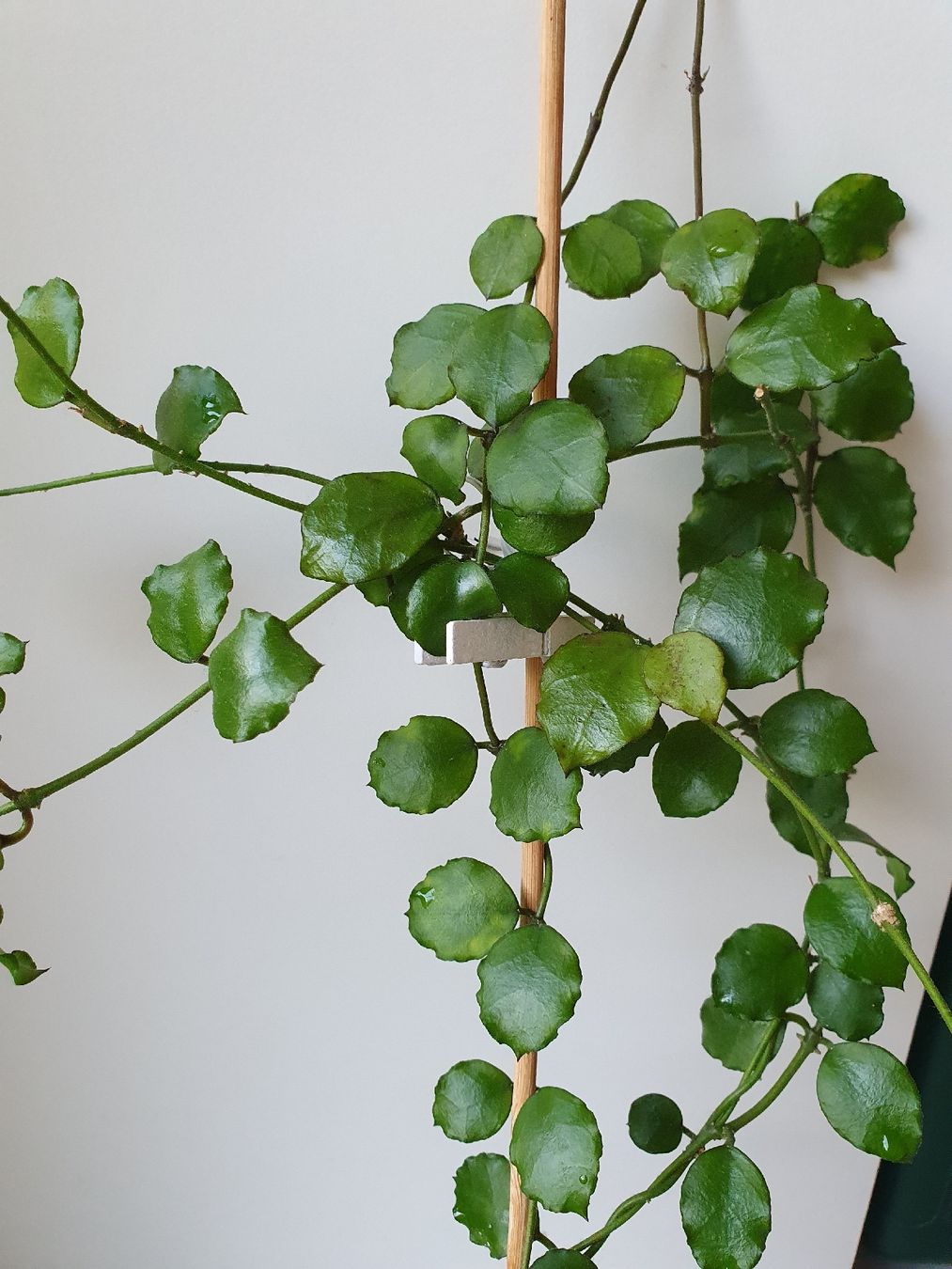 Pflanzen & Samen: Hoya Kanyakumariana – Gebraucht aus Erlinsbach SO von Lea030 1