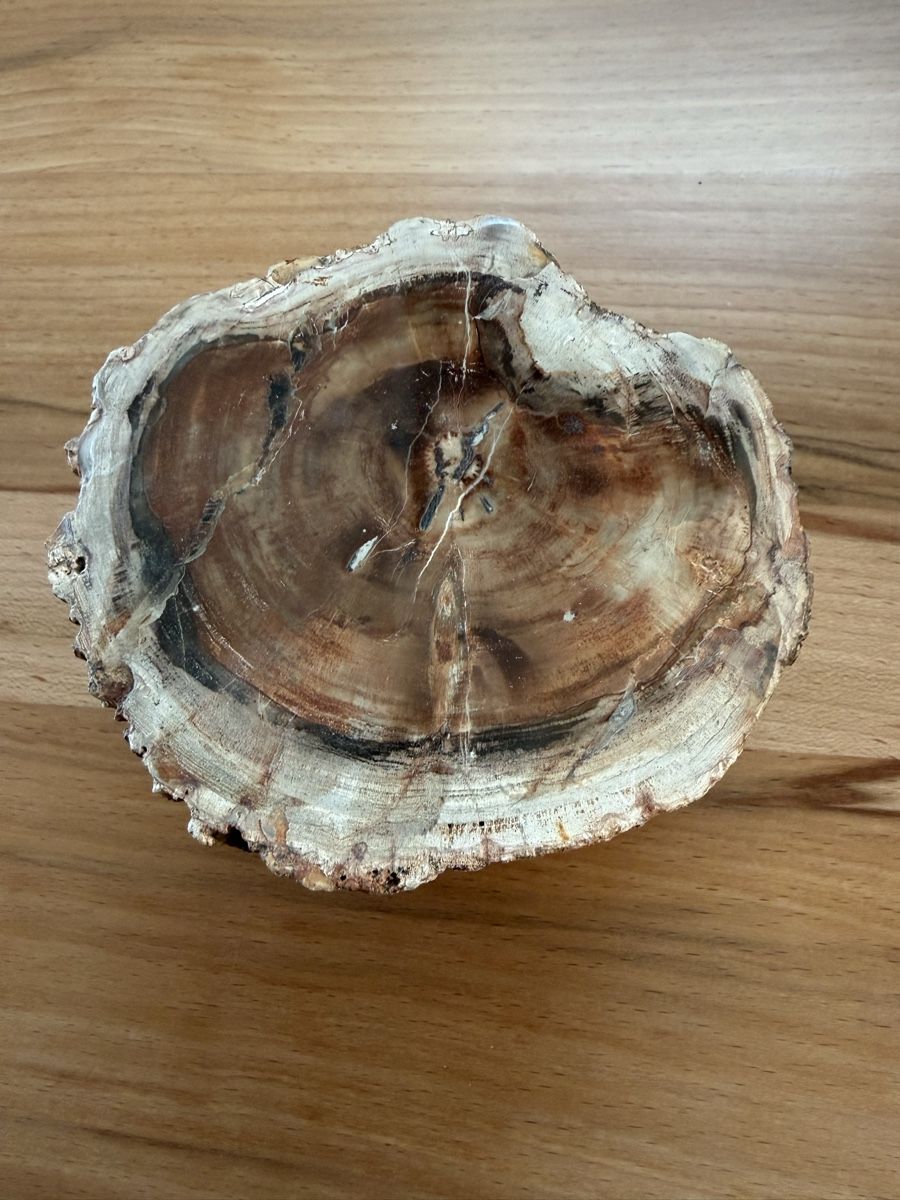 Fossili: Versteinertes Holz – Usato da Grenchen venduto da Bastet007 1