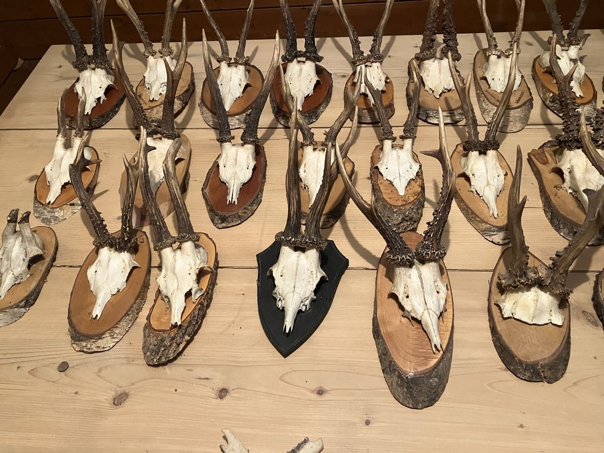 Tutte le decorazioni: Gehörn – Usato da dietikon venduto da Fisdirektor 2