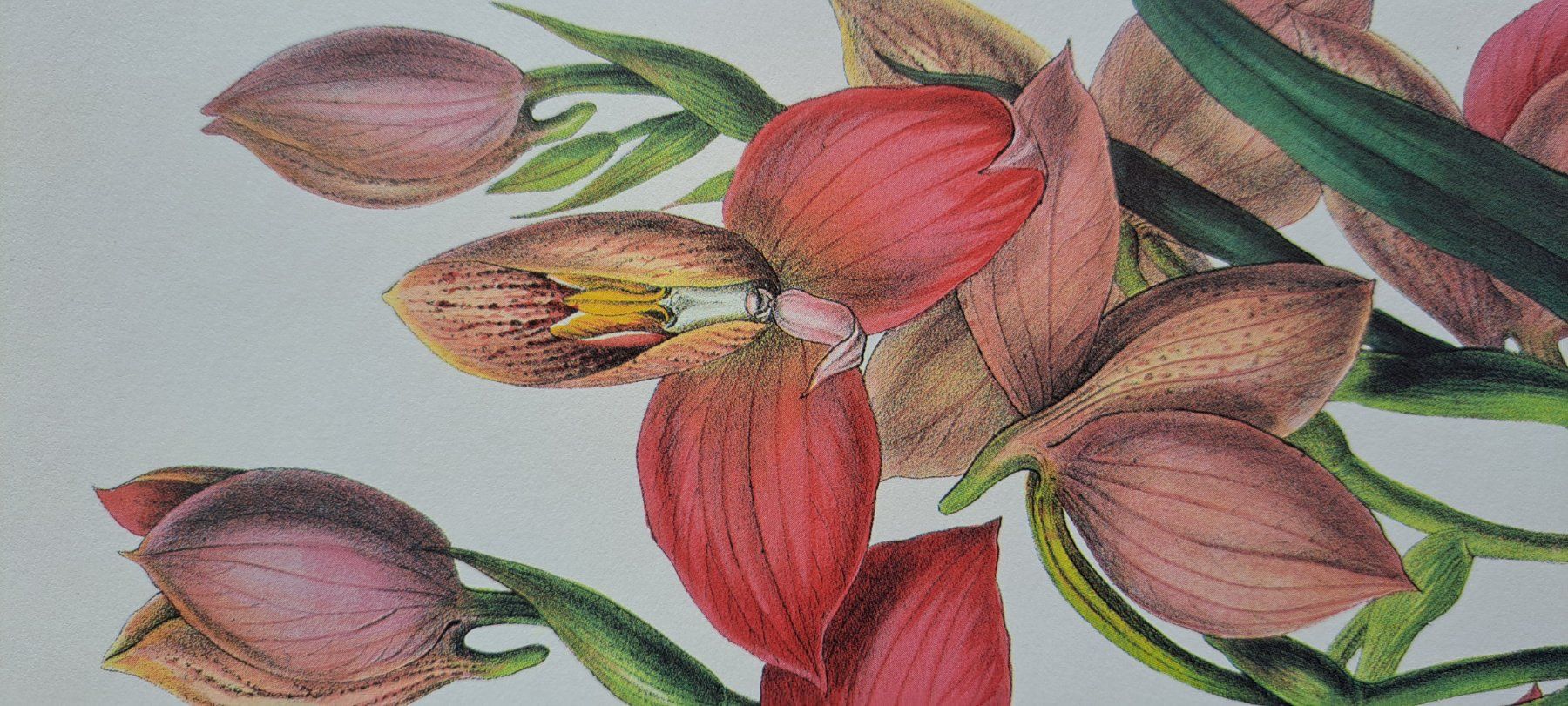 Foto & Immagini: 4 Kunstdrucke Blumen, Botanik – Nuovo (secondo la descrizione) da Thun. venduto da countrygirl12 1