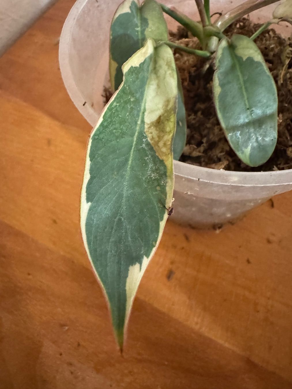 Plantes & graines: Philodendron Atabapoense variegata – D'occasion à Männedorf par mrclst 3