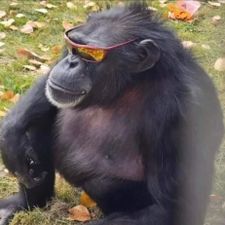 Profile image of Glaidan